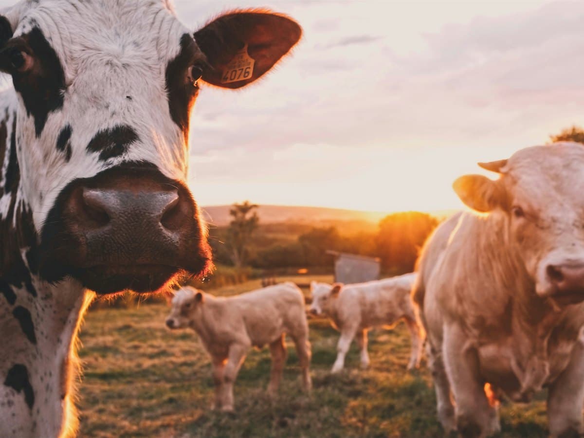 Cows grazing on a green farm